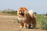 CHOW CHOW 096